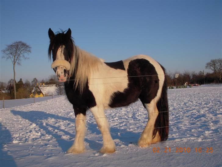 Irish Cob Romanys Cailin billede 7