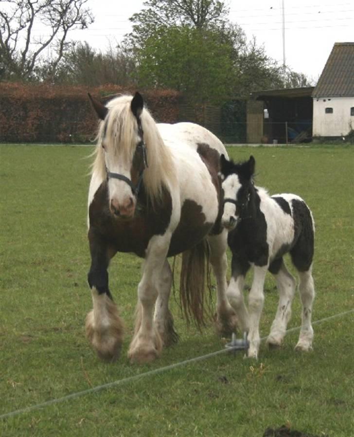 Irish Cob Romanys Cailin billede 8