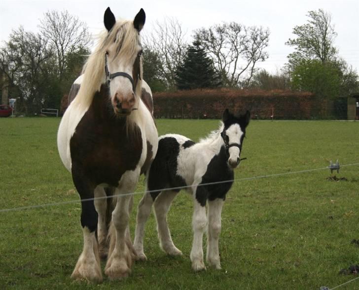 Irish Cob Romanys Cailin billede 9