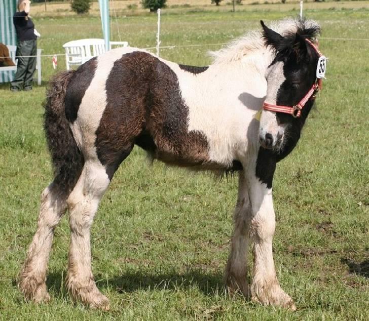 Irish Cob Romanys Cailin - Cailin til kåring hvor hun opnåede 1.premie. billede 10