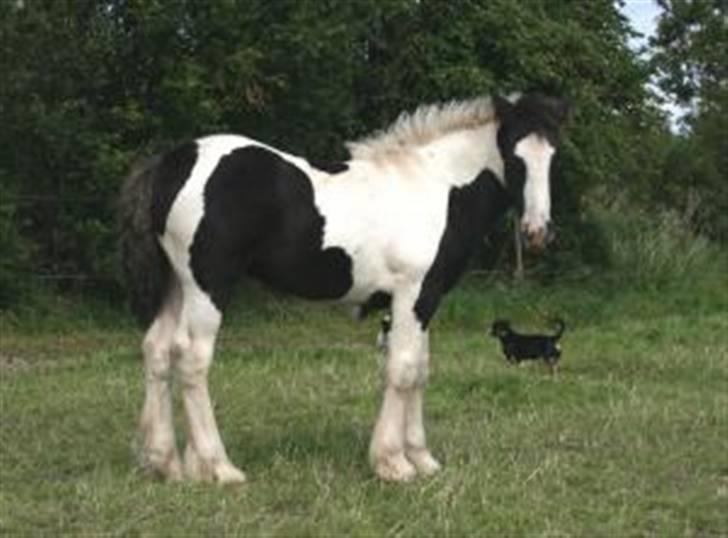 Irish Cob Romanys Cailin - ca. 4,5mdr og allerede en kraftig dame! billede 11