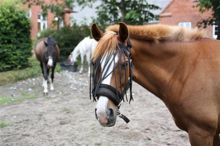 Anden særlig race Passir - Sommer 09 | Foto: Mig billede 13