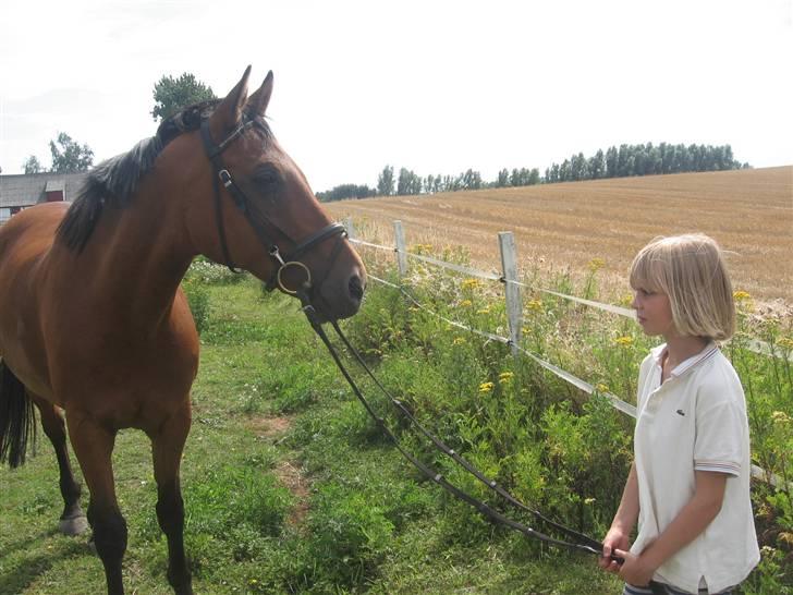 Dansk Varmblod Marquis  - *Sarah holder ham* billede 15