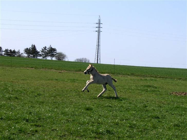 Fjordhest Melvejs Calle - der er krudt i r*ven ;P billede 3