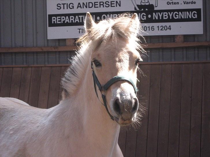 Fjordhest Melvejs Calle billede 4