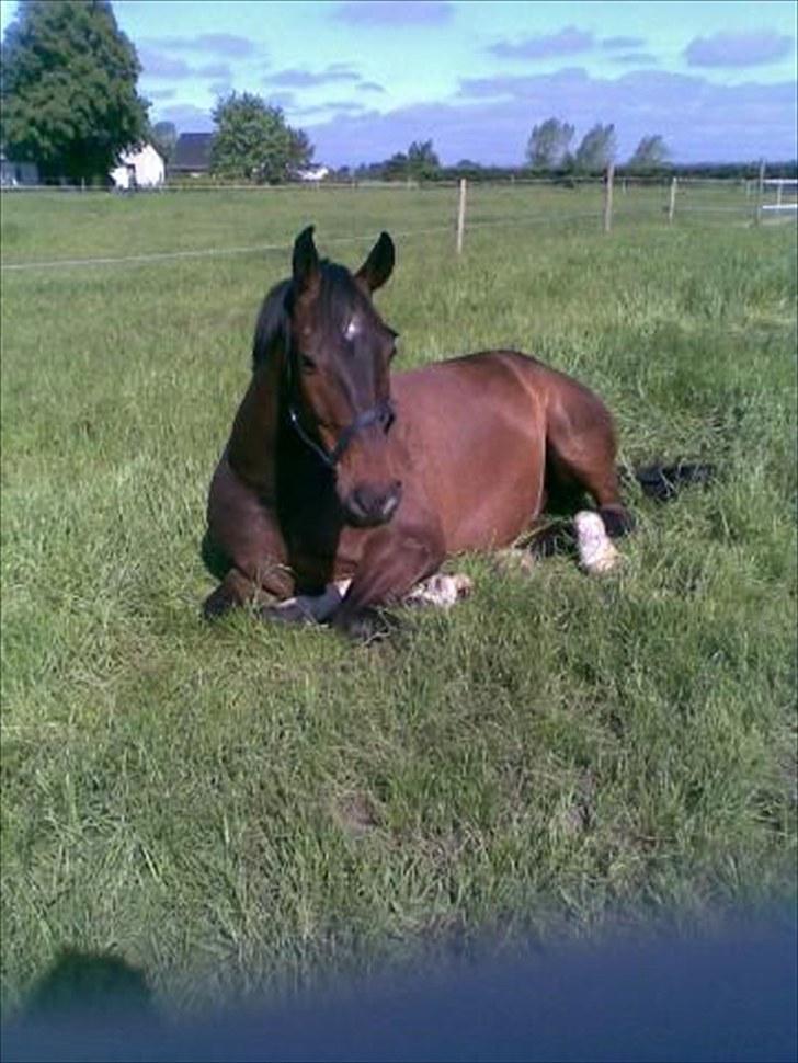 Dansk Varmblod Louis Figo (solgt) billede 5