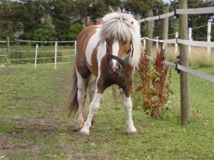 Shetlænder  ||  Mr. Jack    SOLGT - han er ikke helt vågen endnu, efter han er blevet kastereret? :D<3 billede 16