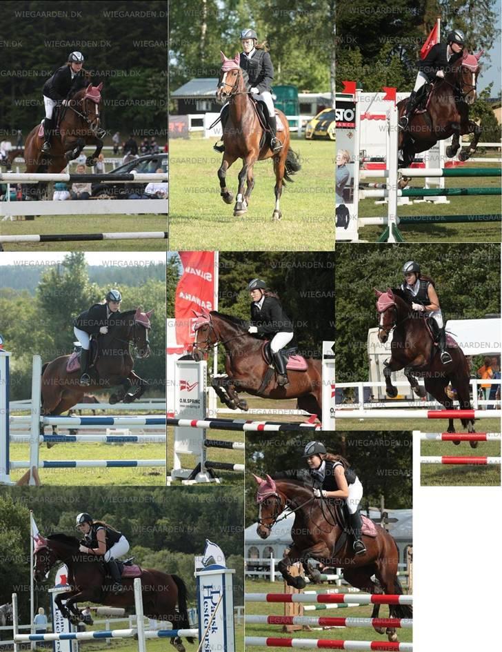 Dansk Varmblod Cavan<3 SOLGT  billede 15