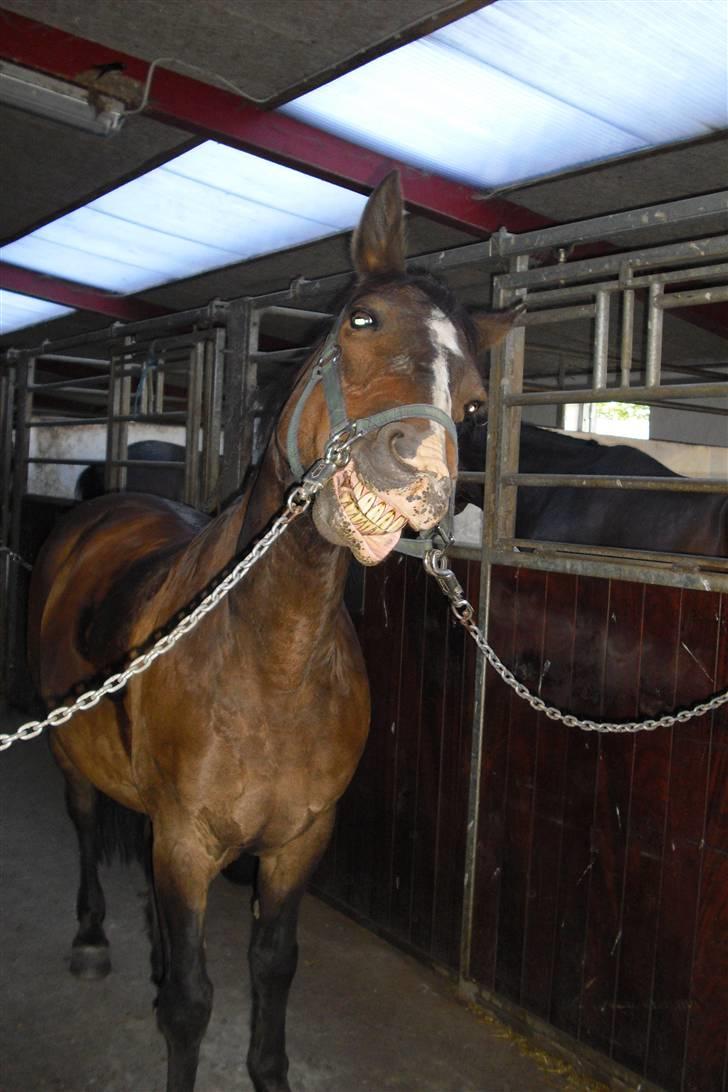 Anden særlig race Jonatan<3 (rideskole.pony) *himmelpony - se mit dejlige smil! ;D  billede 13