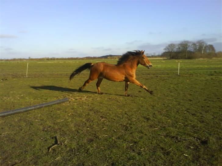 Anden særlig race breezer billede 13