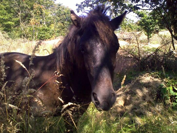 Shetlænder Valerias Doris Day - godmorgen moar..:P billede 1