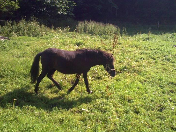 Shetlænder Valerias Doris Day billede 2