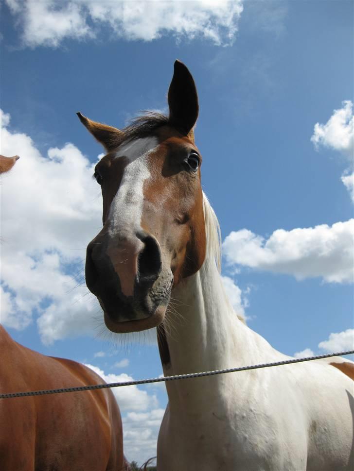 Anden særlig race Nyholm's Thunder SOLGT - Thunder,  elsker bare det billede her, <3 billede 1