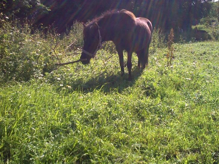 Shetlænder Valerias Doris Day billede 3