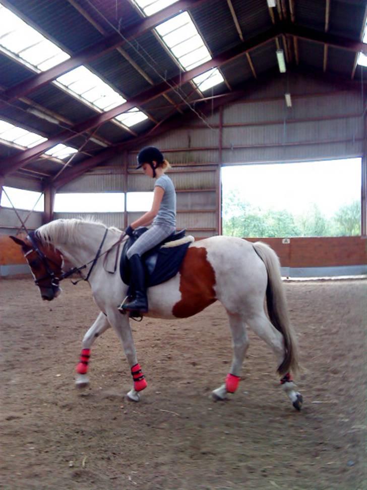 Anden særlig race Nyholm's Thunder SOLGT - Dygtig dressur hest ;s . juni 09 billede 2