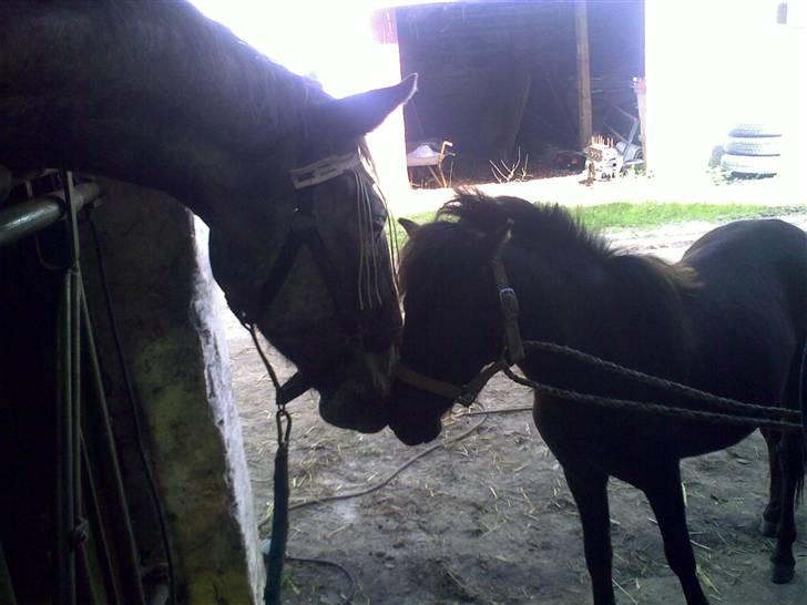 Shetlænder Valerias Doris Day - huuuuh hva er nu det for en stor en..! billede 4