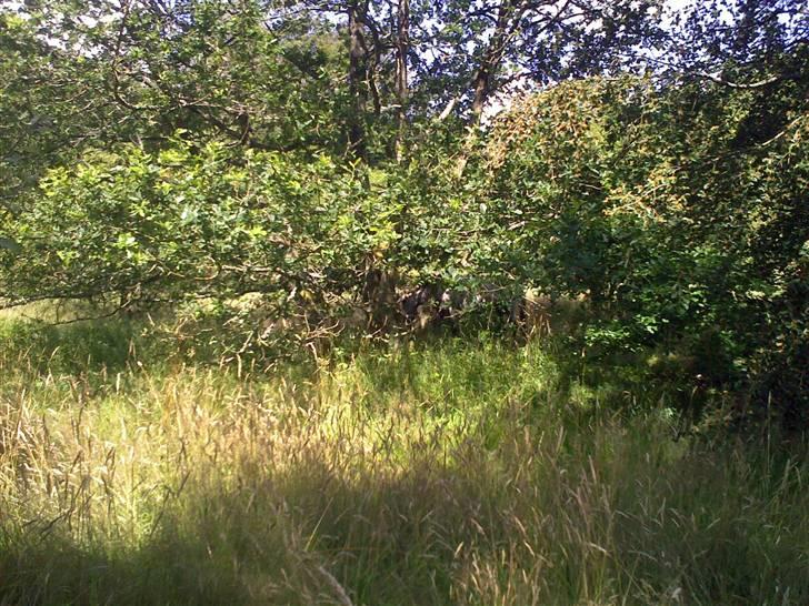 Shetlænder Valerias Doris Day - kan i finde os..:P vi er faktisk på billedet..:P billede 5