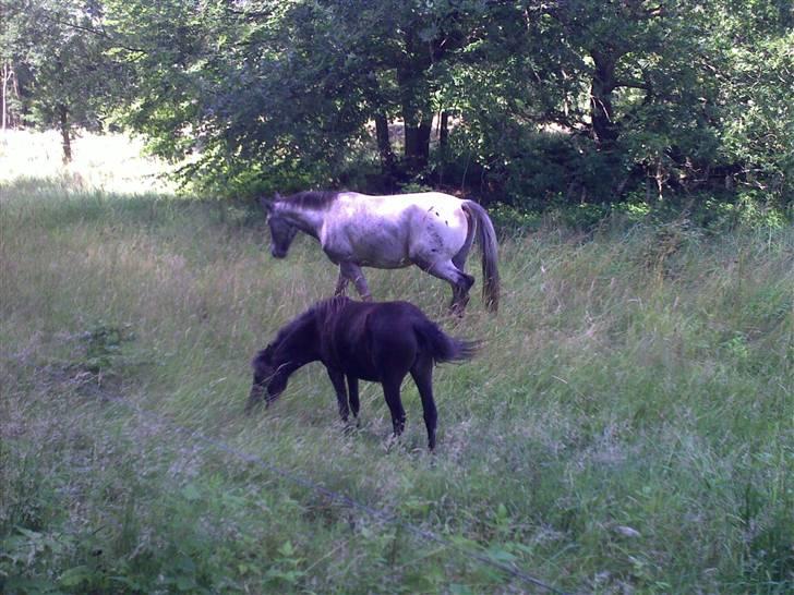 Shetlænder Valerias Doris Day - maaad..:P billede 6
