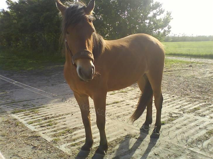 Anden særlig race breezer billede 18