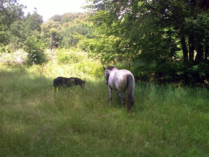 Shetlænder Valerias Doris Day billede 7