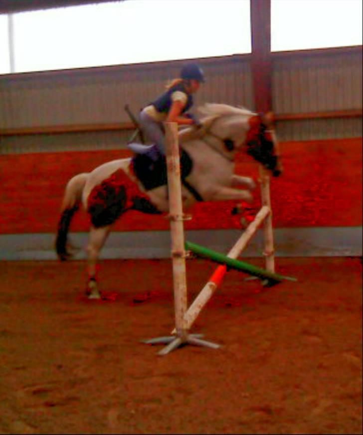 Anden særlig race Nyholm's Thunder SOLGT - 2gang hun springer med rytter :p <3  juni 09 billede 4