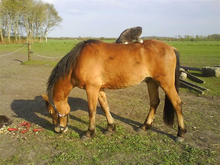 Anden særlig race breezer billede 19