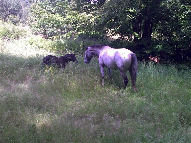 Shetlænder Valerias Doris Day - heeej leo hej doris..:P billede 8