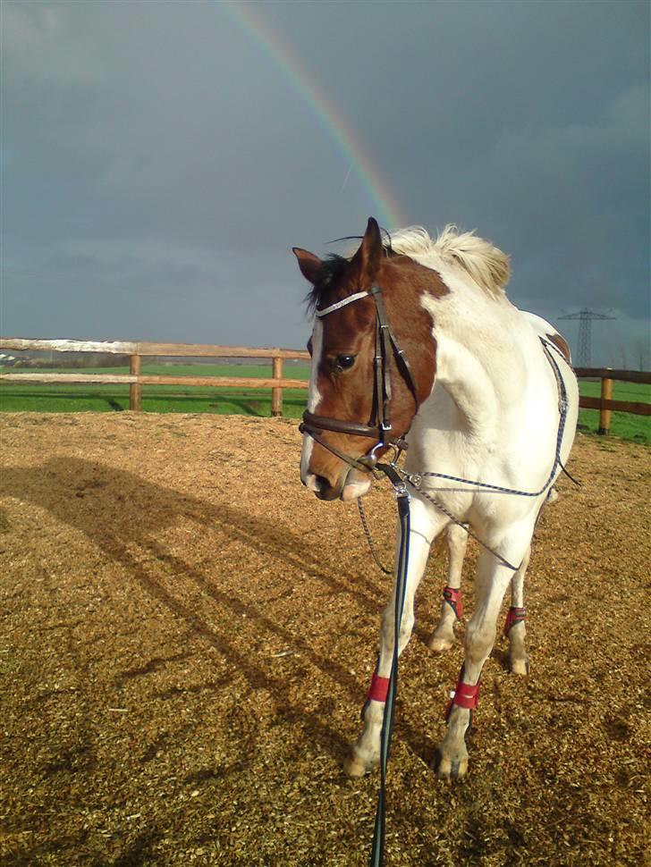 Anden særlig race Nyholm's Thunder SOLGT - november 09 billede 5