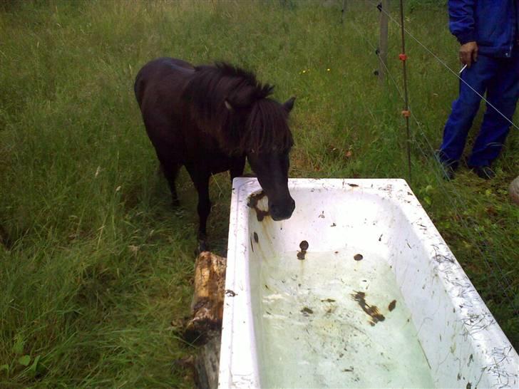 Shetlænder Valerias Doris Day - så kommer der vand, kan  man mon bade i det..:P billede 9