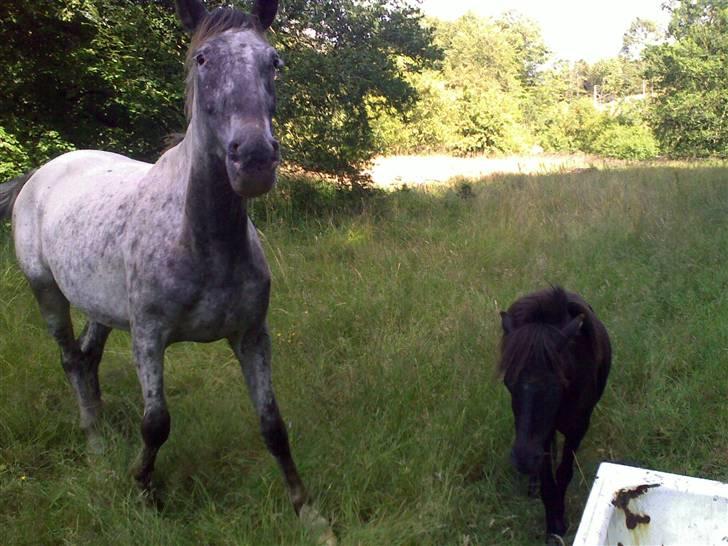 Shetlænder Valerias Doris Day - MOAAR..:P billede 10