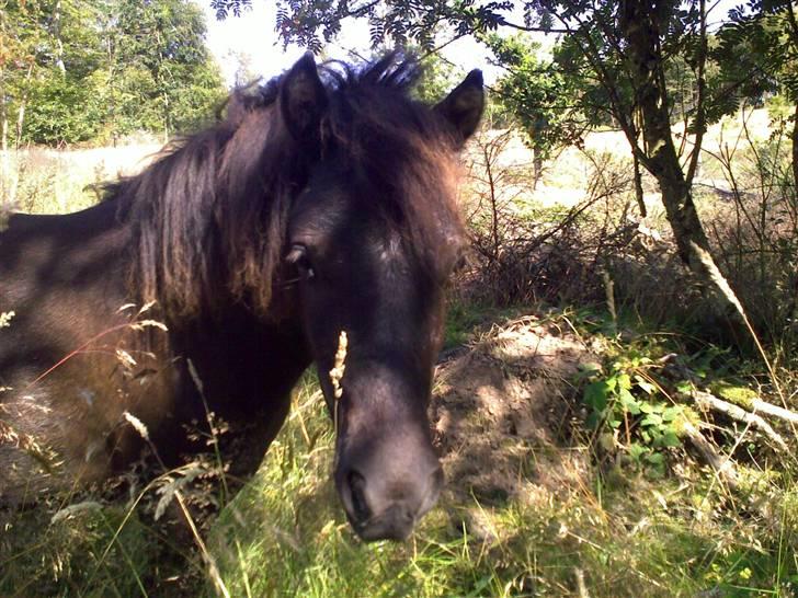 Shetlænder Valerias Doris Day billede 11