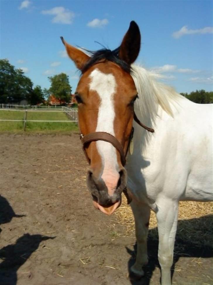 Anden særlig race Nyholm's Thunder SOLGT - evt. lidt træt ? .maj 09 billede 6