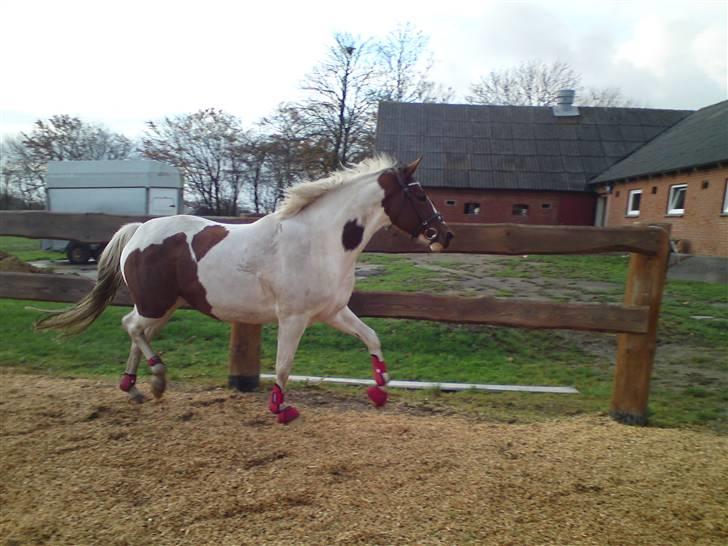 Anden særlig race Nyholm's Thunder SOLGT - november 09 billede 7