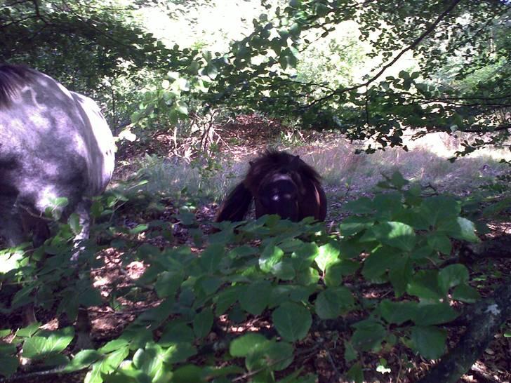 Shetlænder Valerias Doris Day - det her træ smager rigtig rigtig godt..:P billede 12