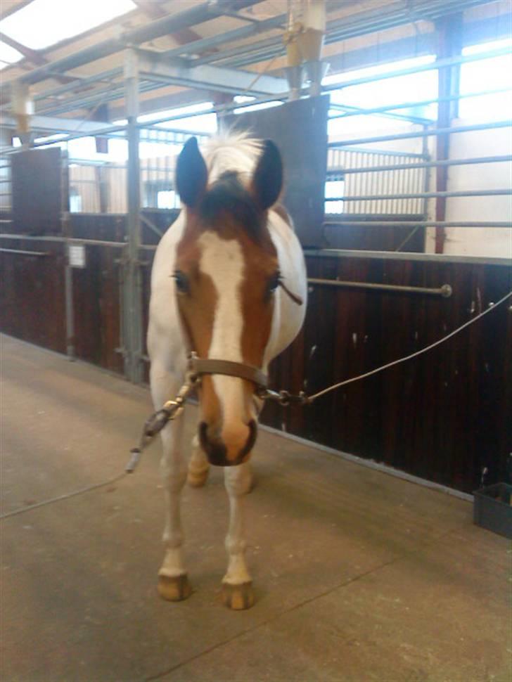 Anden særlig race Nyholm's Thunder SOLGT - På staldgangen april 09 billede 8