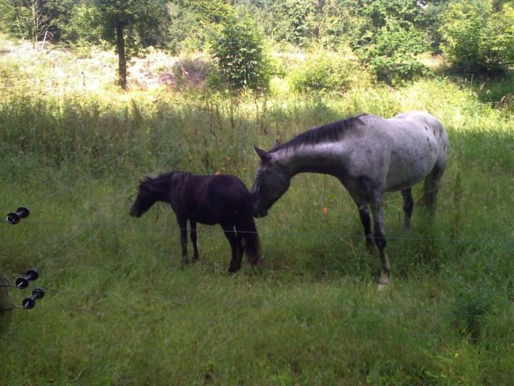 Shetlænder Valerias Doris Day - leo snuser til doris numse..:P billede 13