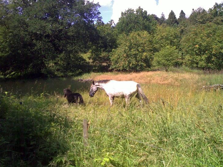 Shetlænder Valerias Doris Day billede 14