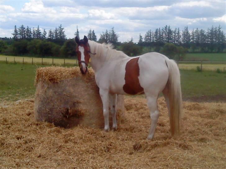 Anden særlig race Nyholm's Thunder SOLGT - Thunder på folden.  maj 09 billede 9