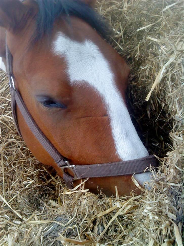 Anden særlig race Nyholm's Thunder SOLGT - haha ;b juli 09 billede 10
