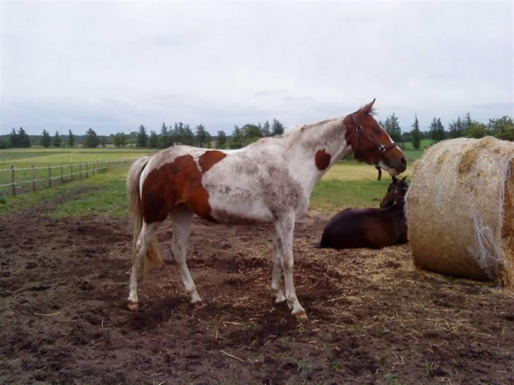 Anden særlig race Nyholm's Thunder SOLGT - Thunder <3 juli 09 billede 11