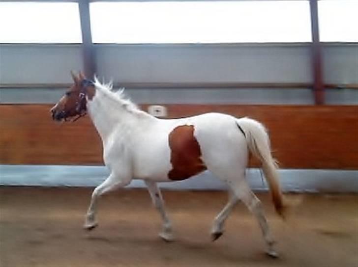 Anden særlig race Nyholm's Thunder SOLGT - Løs i ridehallen<3 juni 09 billede 12