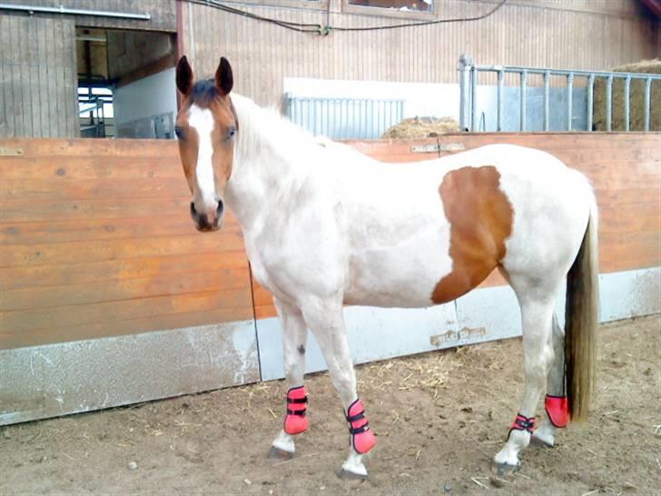 Anden særlig race Nyholm's Thunder SOLGT - Smukt <3 juni 09 billede 13