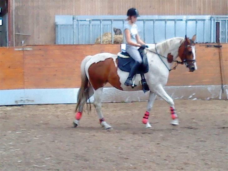 Anden særlig race Nyholm's Thunder SOLGT - Thunder&mig juli 09 billede 14