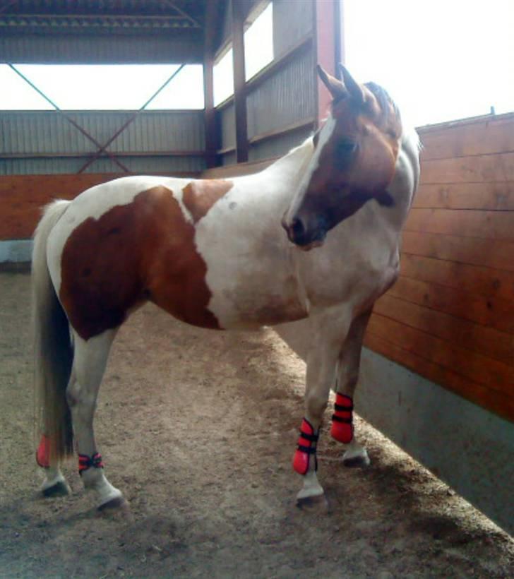 Anden særlig race Nyholm's Thunder SOLGT - Thunder juni 09 billede 15