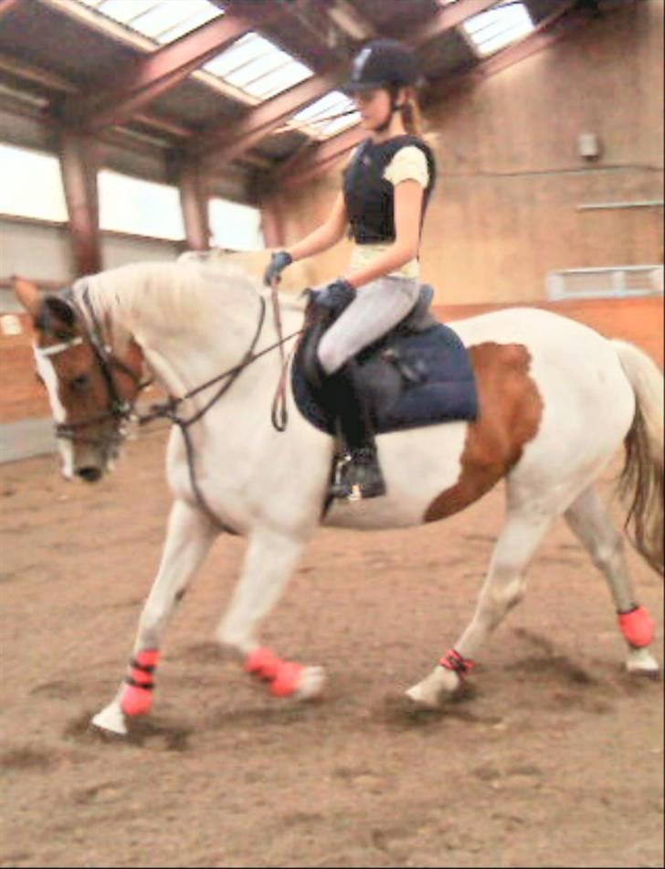 Anden særlig race Nyholm's Thunder SOLGT - Thunder&mig ;b juli 09 billede 16