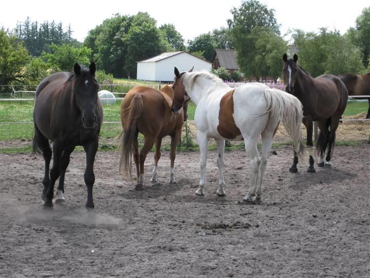 Anden særlig race Nyholm's Thunder SOLGT - Thunder&hypperne juli 09 billede 17
