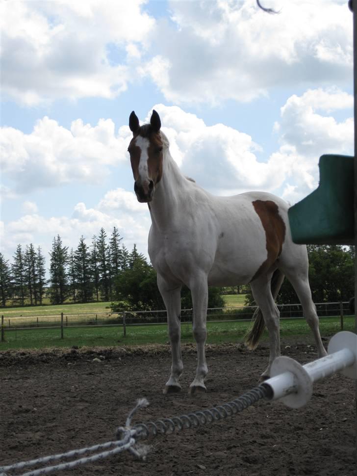 Anden særlig race Nyholm's Thunder SOLGT - Thunder juli 09 billede 18