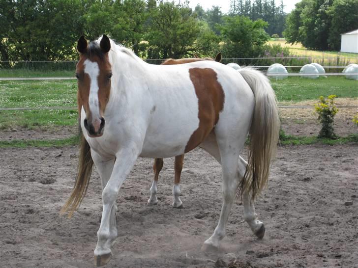 Anden særlig race Nyholm's Thunder SOLGT - Thunder på fold, juli 09 billede 19