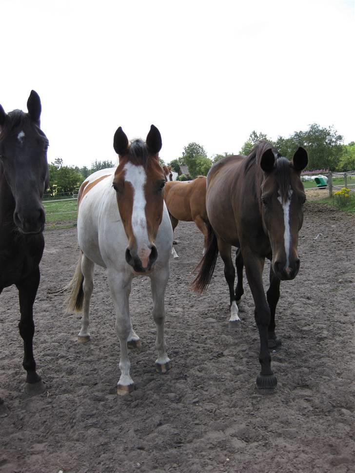 Anden særlig race Nyholm's Thunder SOLGT - Thnuder&melanie  juli 09. billede 20