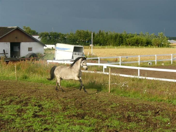 Welsh Pony (sec B) Spar Knægt  billede 1